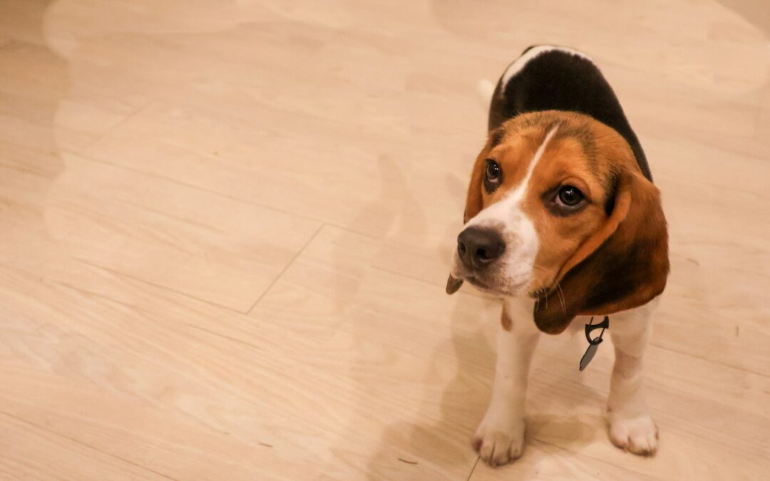 La società farmaceutica Aptuit andrà a processo per maltrattamento di animali