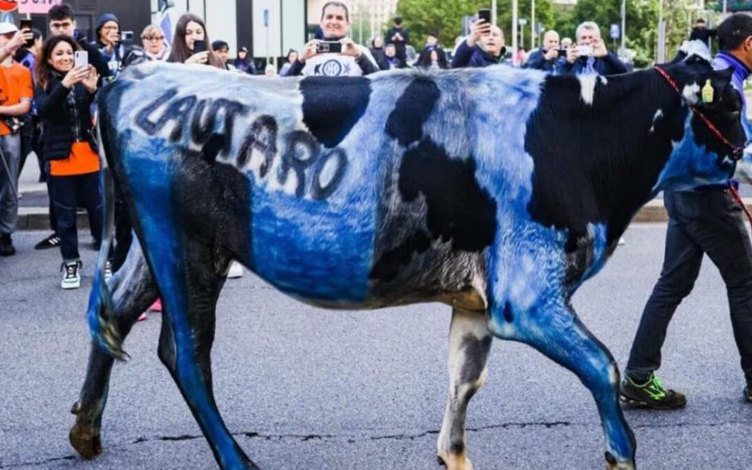 Mucca sottoposta a maltrattamenti per festeggiare lo scudetto dell’Inter