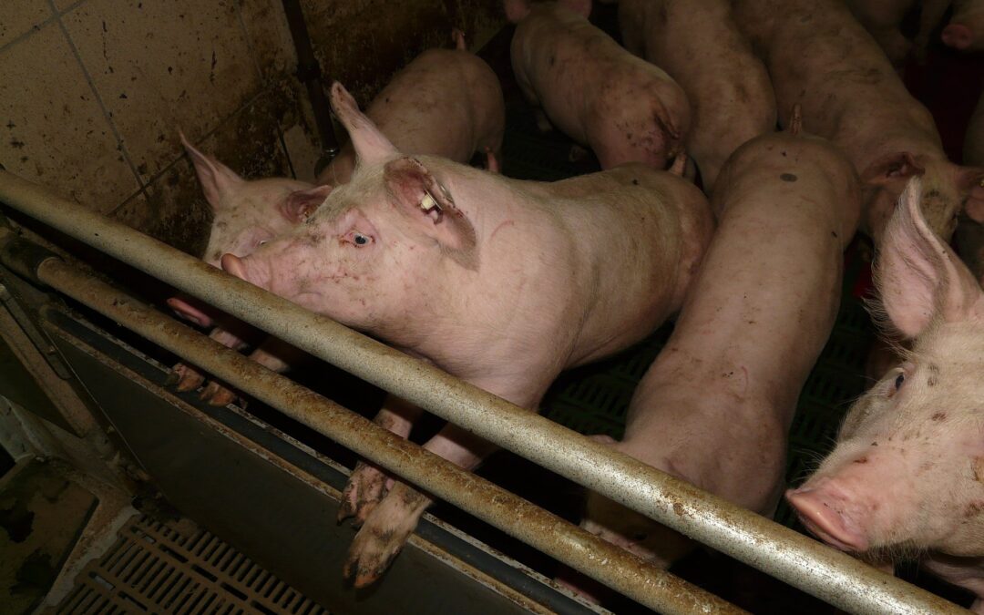 Nuove norme UE sulle emissioni degli allevamenti intensivi. Solo l’Italia dice no.