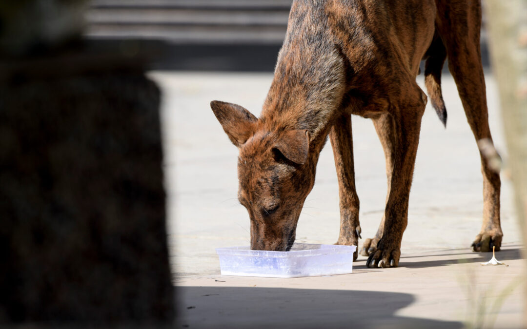 Aiuto per gli animali senza casa