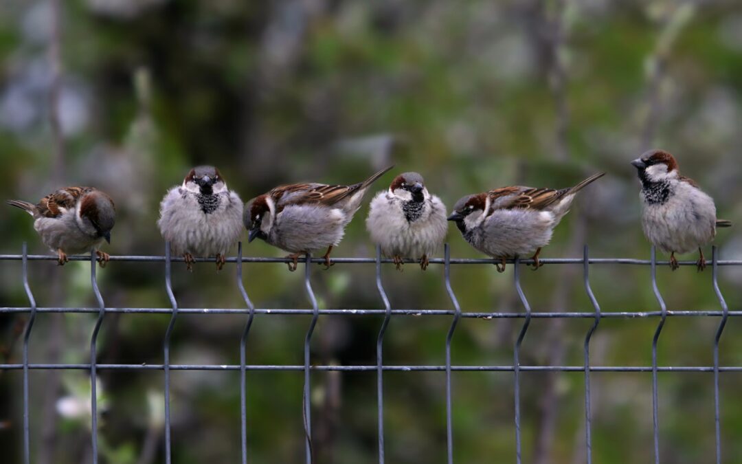 Spara agli uccelli dal proprio balcone a Grosseto