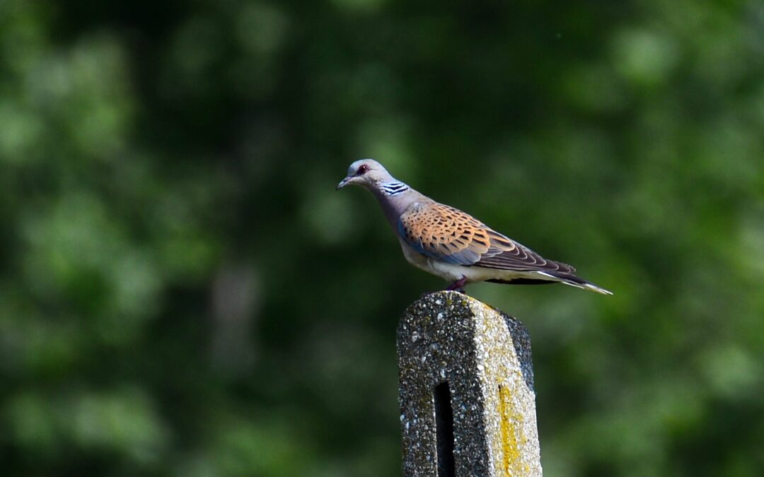 Associazioni diffidano Regioni da autorizzare la caccia alla tortora selvatica
