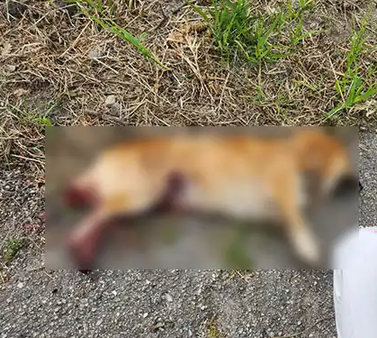 Pati, vittima di crudeltà a Catanzaro