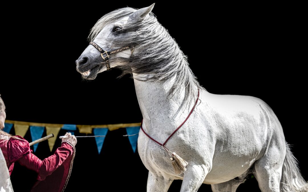 Sagra della carne di cavallo e circo con animali a Corato (BA)