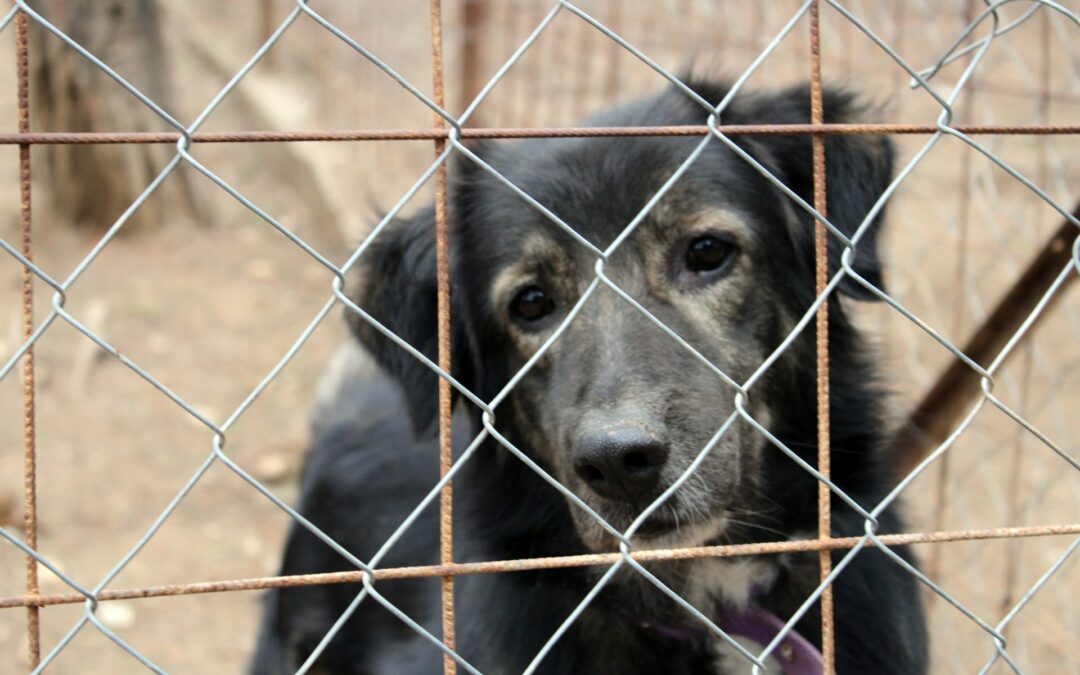 Cani non sterilizzati nei canili della Provincia di Nuoro