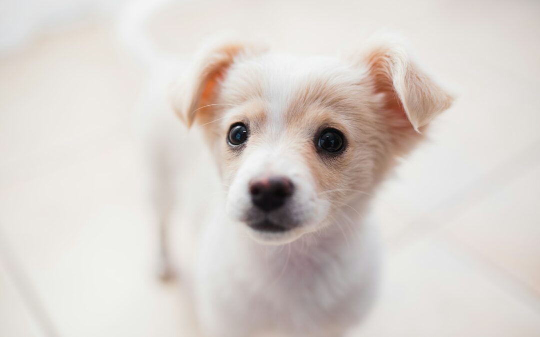 Vittoria al Tribunale di Napoli: condannati trafficanti di cuccioli
