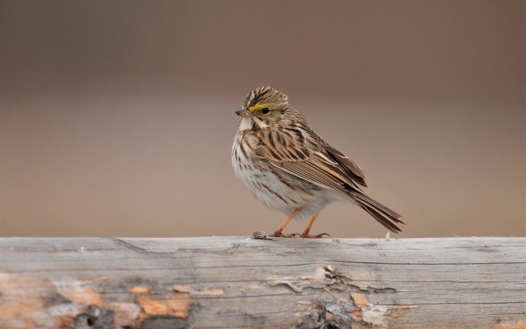 Violenza spietata su un uccello a Porto Torres