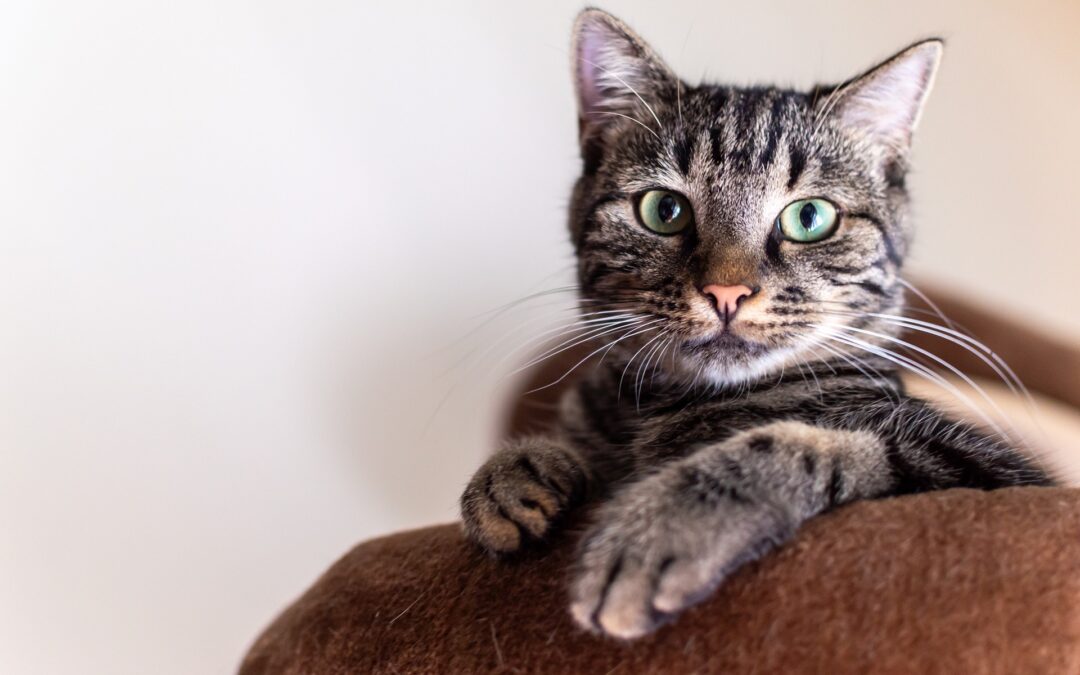 Gatta uccisa barbaramente in provincia di Brescia