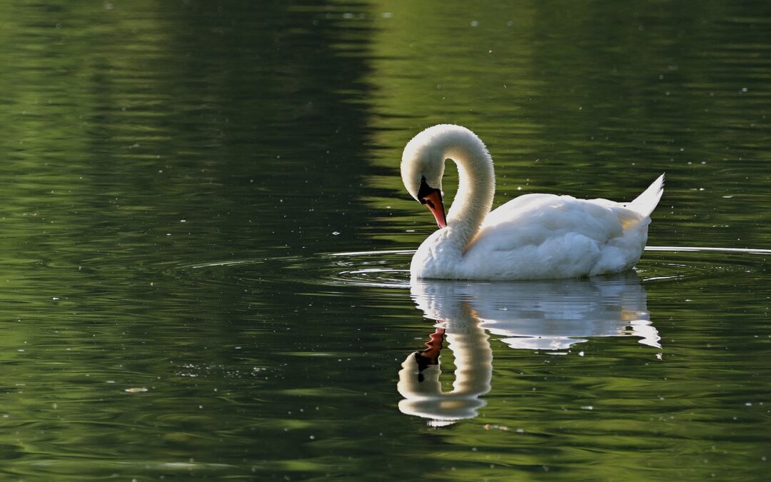 Anatre e cigni uccisi a bastonate sul Lago d’Iseo