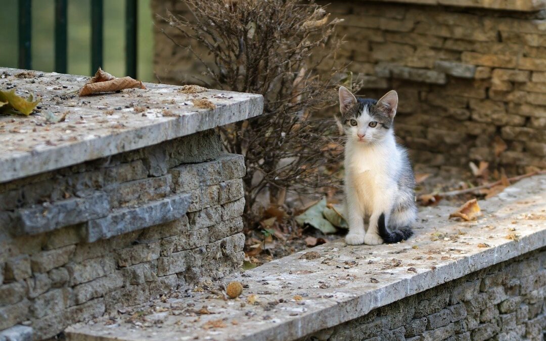 Gatto ucciso a bastonate in piazza a Sedini