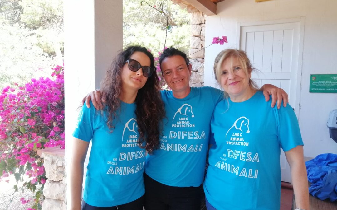 “Randagismo zero” a Lampedusa prosegue con le sterilizzazioni dei gatti