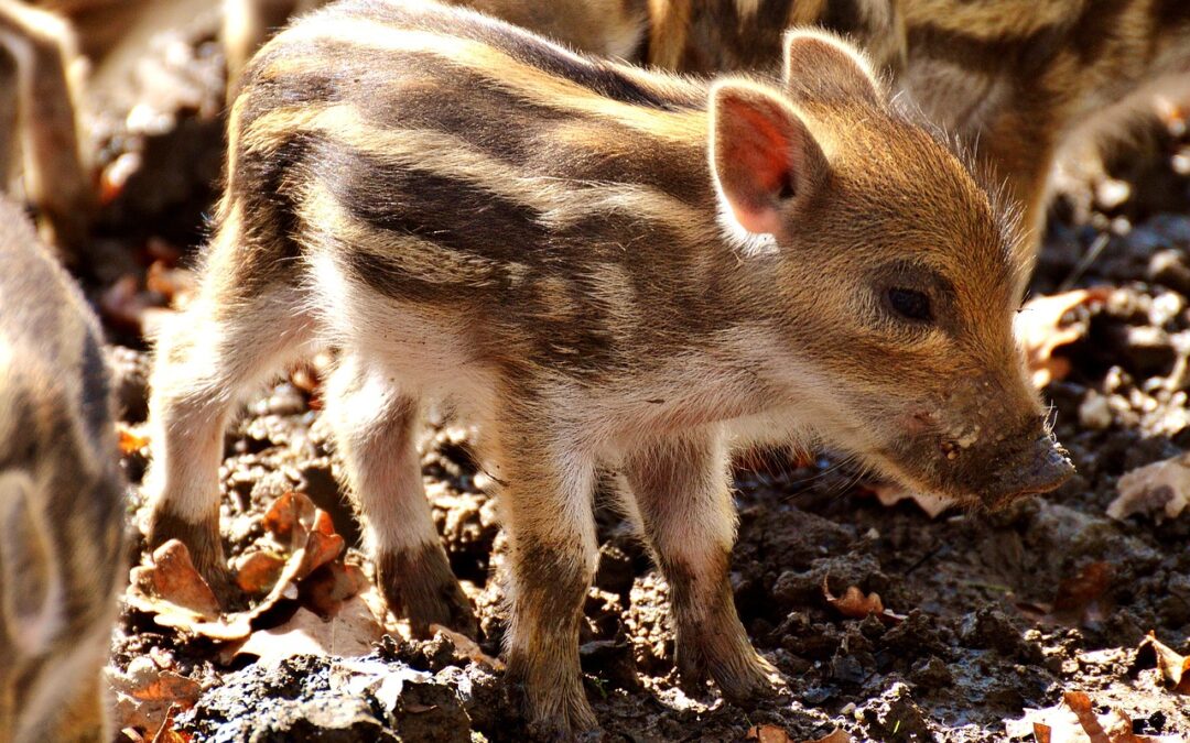 Cucciolo di cinghiale ucciso a colpi d’arma nel foggiano