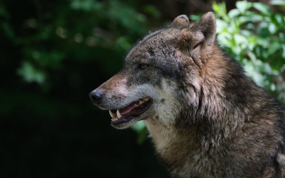 Lupo ferito da bracconieri nel Parco dello Stelvio