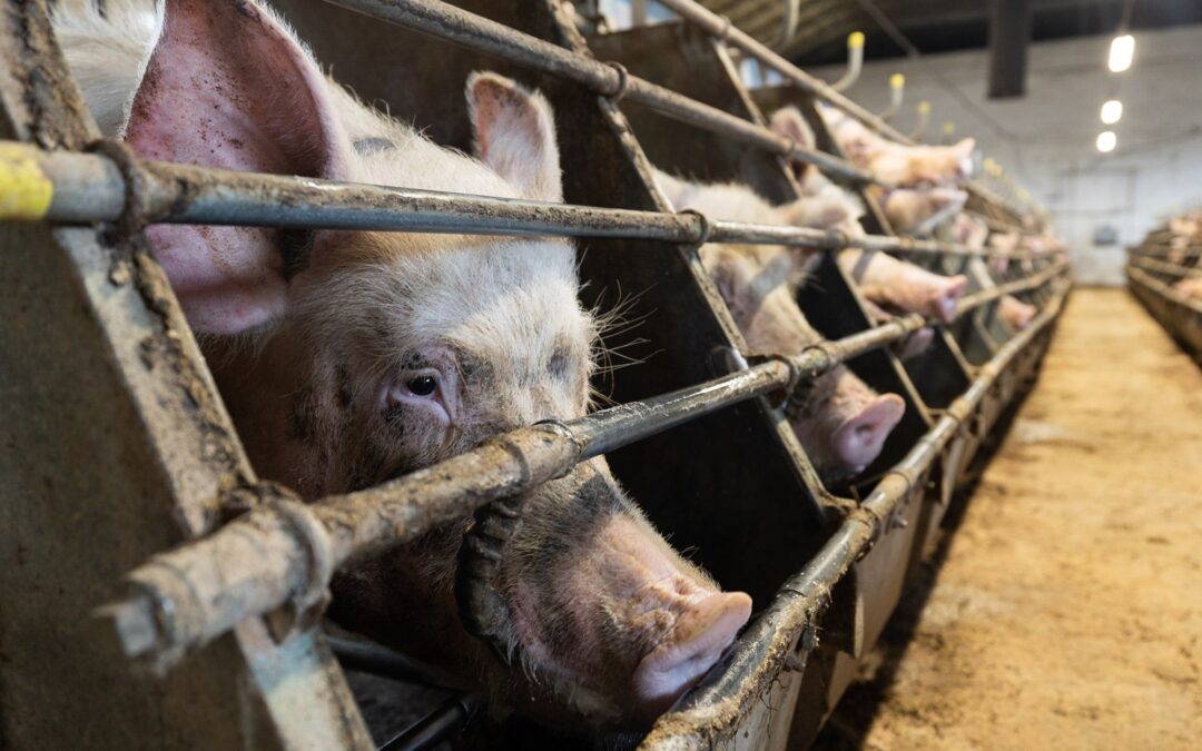 End the Cage Age, associazioni si uniscono al ricorso contro la Commissione UE: “La tutela degli animali, l’ambiente e la democrazia sono a rischio”