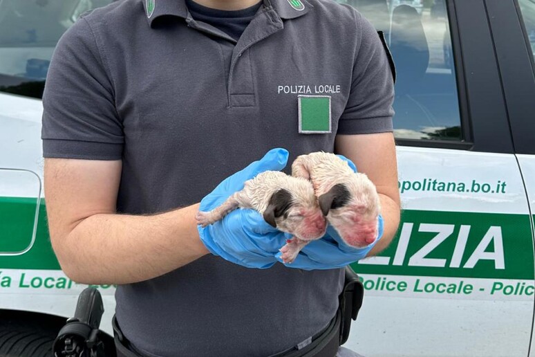 Due cuccioli buttati come rifiuti nel vetro a Bologna