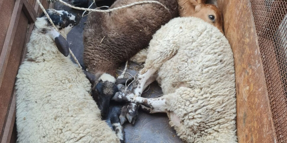 Denunciato per maltrattamento un trasportatore di animali vivi nel catanese