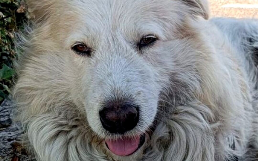 LNDC denuncia i due assassini di Giorgio a Roma