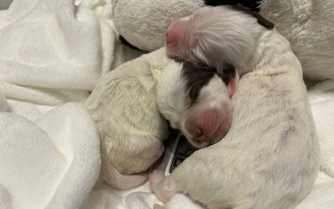 I CUCCIOLI GETTATI NEL VETRO STANNO BENE