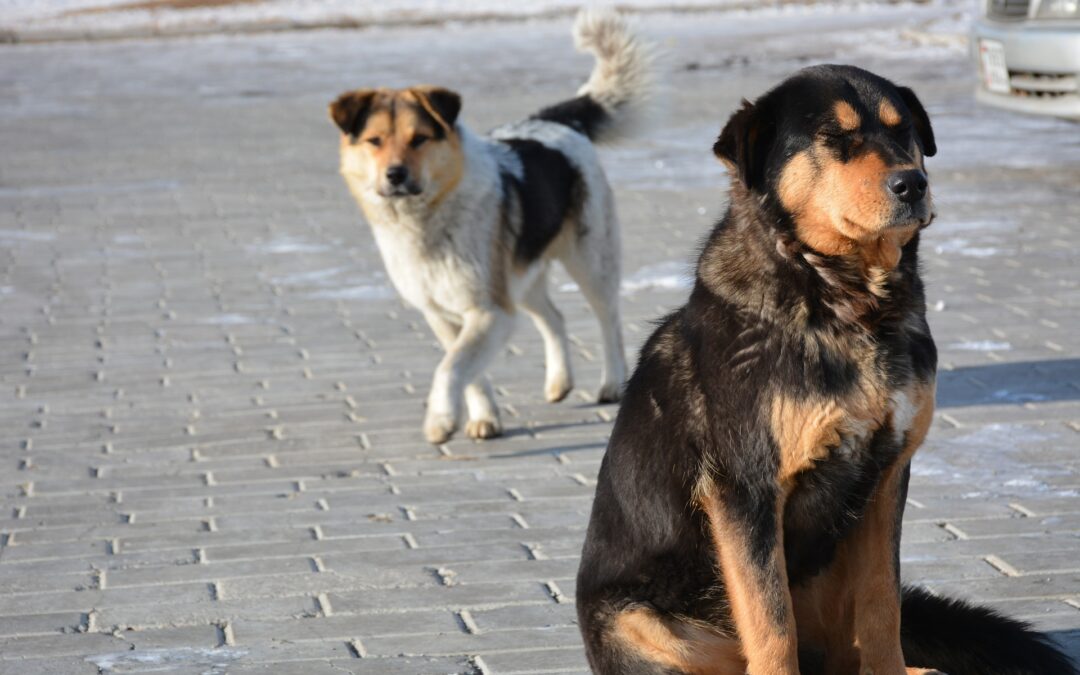 Migliaia di persone in piazza a Istanbul per difendere i randagi
