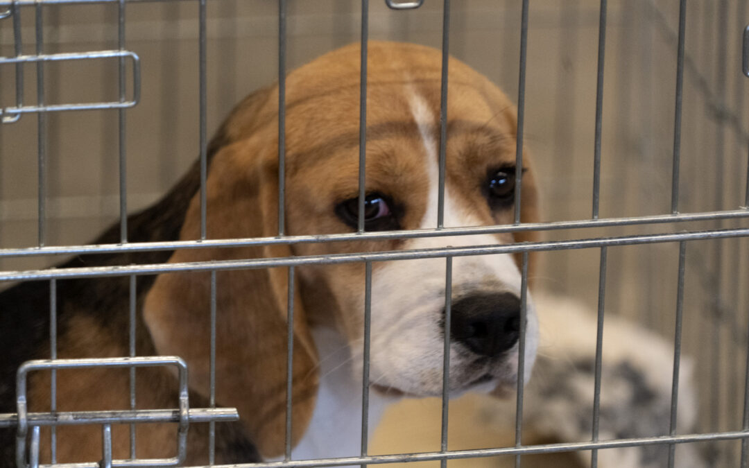 TAR Lazio sospende progetti di sperimentazione su beagle