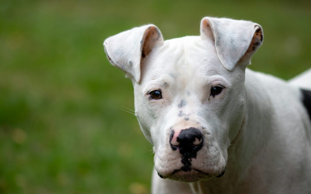 Pitbull in fin di vita salvati ad Andria