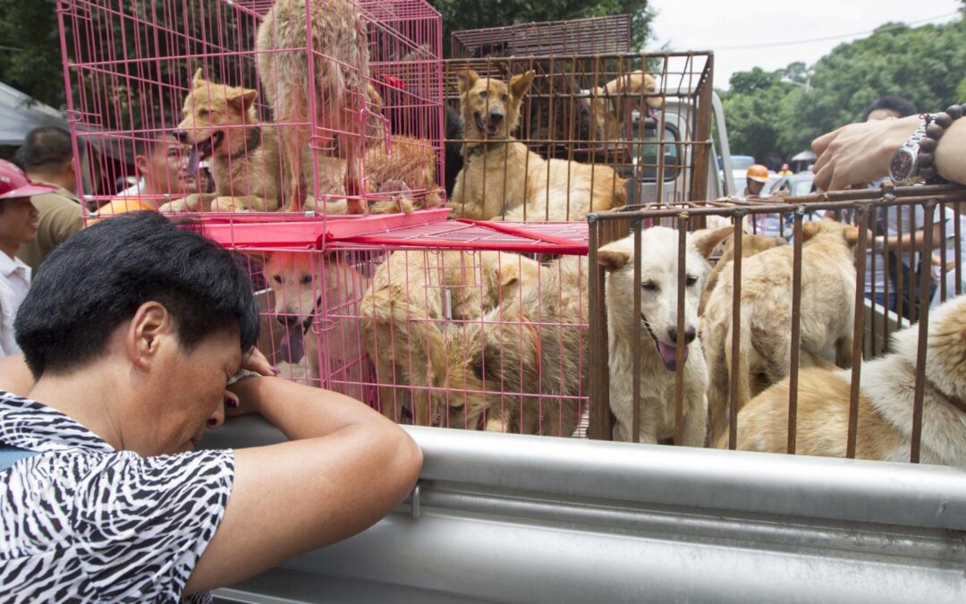 Festival di Yulin – Una barbarie senza fine