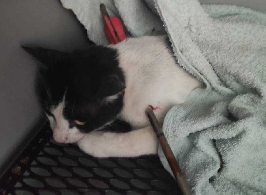 LNDC offre contributo per le spese veterinarie per i gatti feriti a Roma