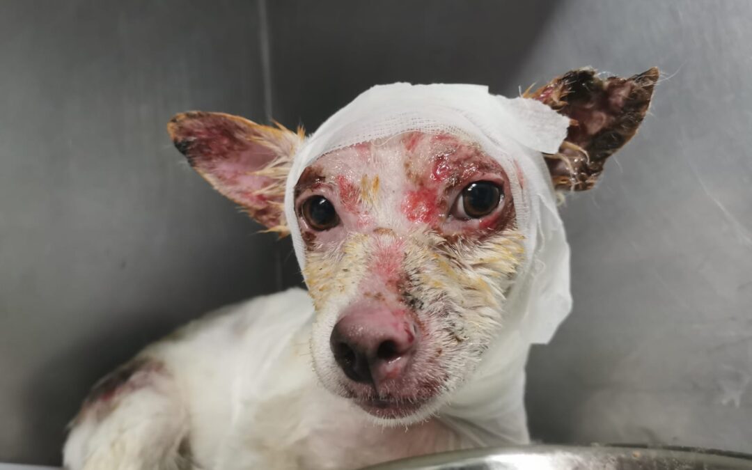 LNDC cerca informazioni sul passato di Caramello a Gravina in Puglia