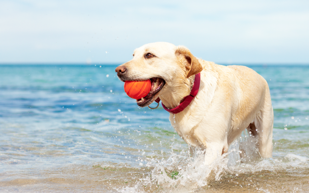 Proteggi il tuo amico dal caldo – I consigli di LNDC per l’estate 2024