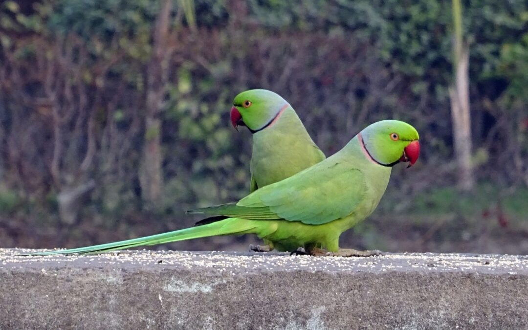 La Regione Toscana programma lo sterminio dei parrocchetti dal collare