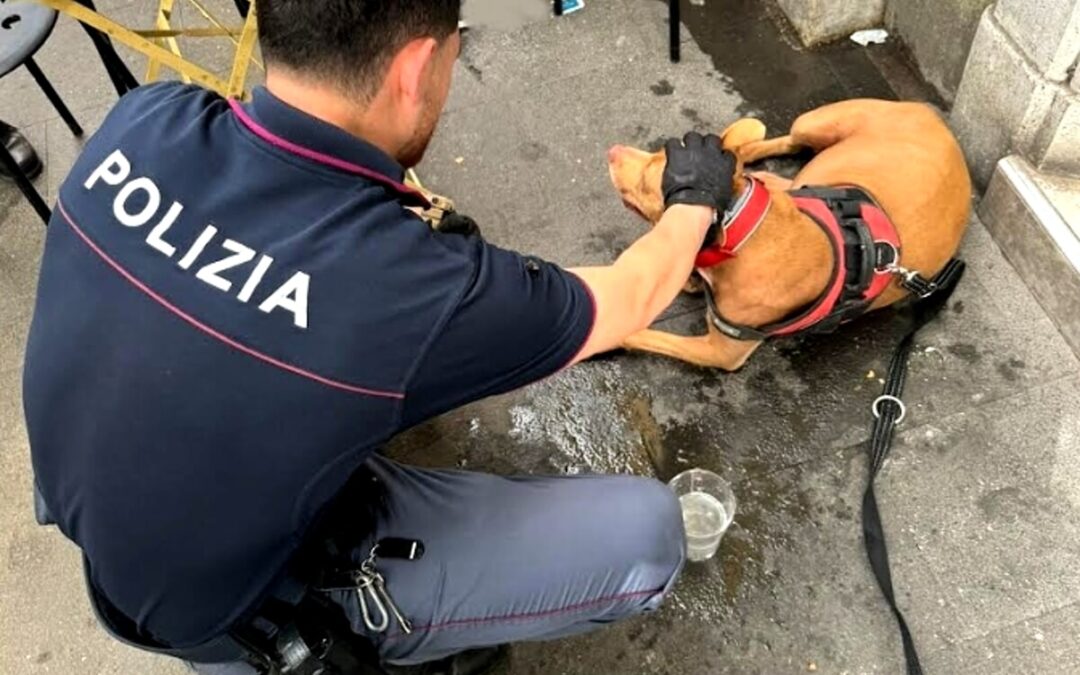 Pitbull maltrattata e salvata dalla Polizia a Roma