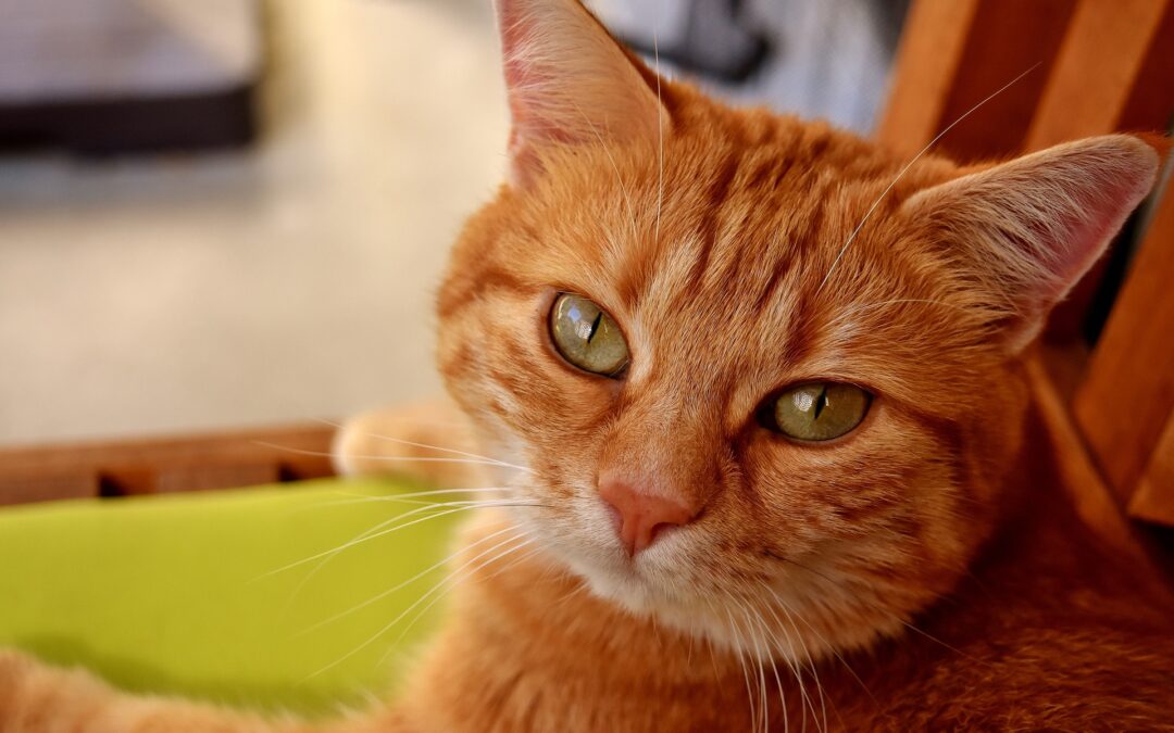 LNDC sporge denuncia e chiede giustizia per Caracas, il gattino ucciso a Roma