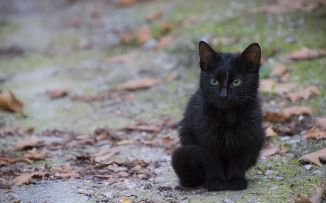 Denunciati i ragazzi che hanno lanciato un gattino dal ponte a Lanusei