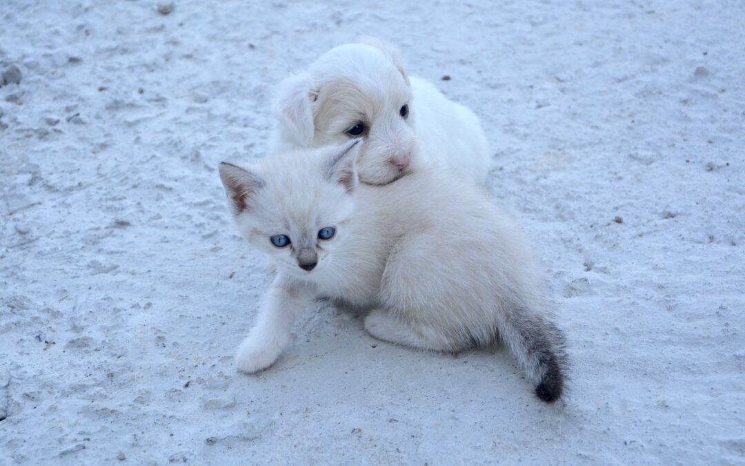 Criticità nel bando del Comune di Roma per la gestione dei rifugi
