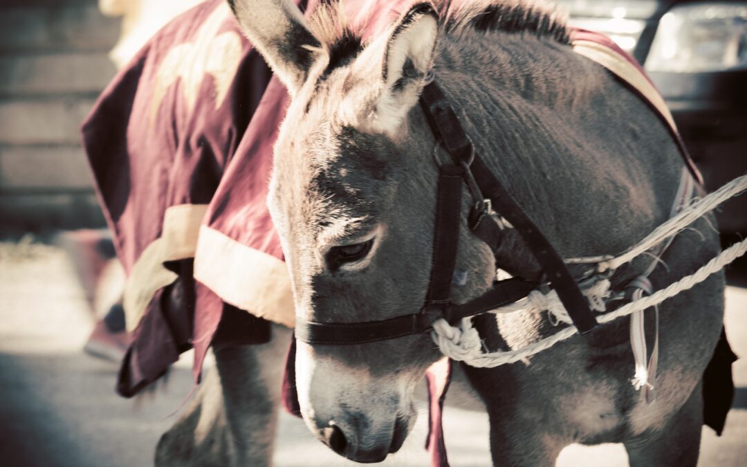 Palio di Siena e “Strazzo del Carro” a Matera, lo sfruttamento degli equidi continua