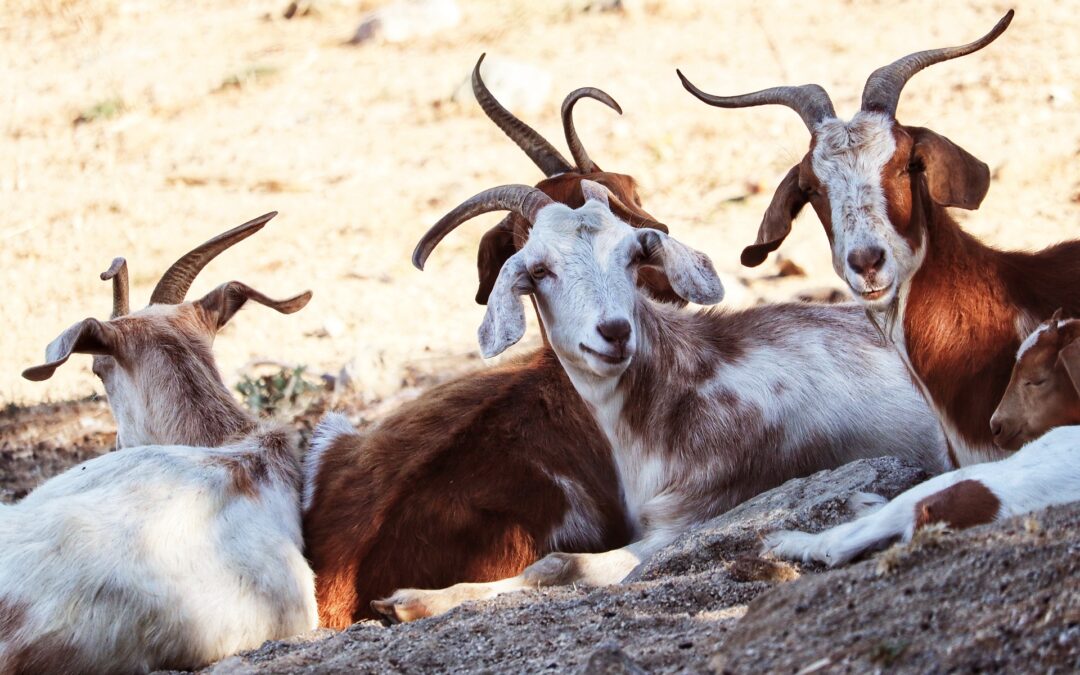 LNDC continua la sua battaglia per le capre di Alicudi