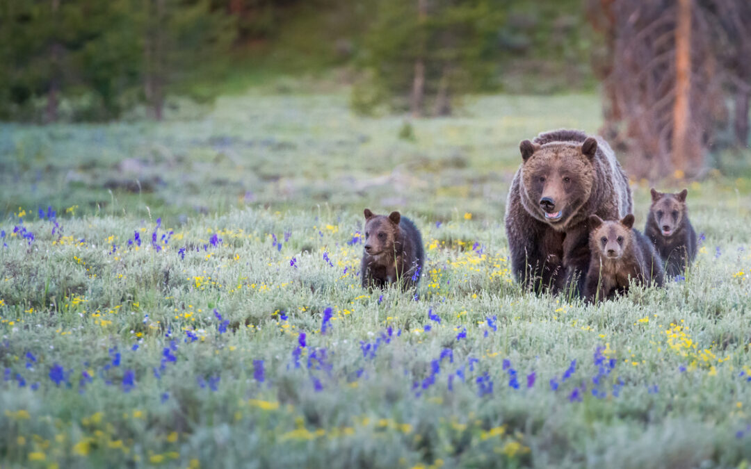 LNDC in prima linea per difendere l’orsa KJ1, condannata a morte da Fugatti