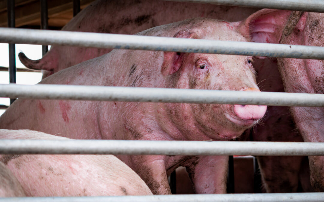 Maiali morti di stenti durante il trasporto dall’Ungheria