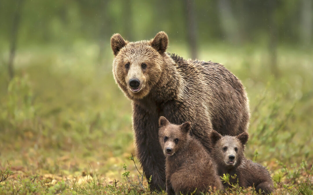 LNDC ottiene la sospensione dell’ordinanza di Fugatti: l’orsa KJ1 per ora è salva!