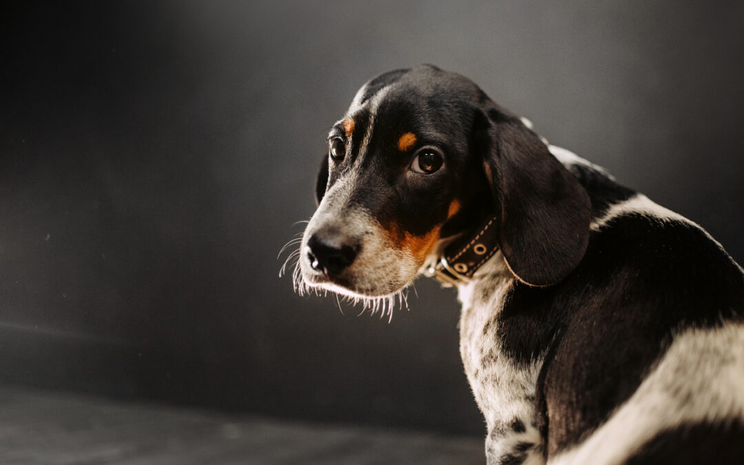 LNDC denuncia l’uomo che ha decapitato un cane a Roma