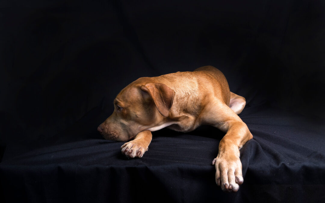 Cane incatenato e picchiato a Casalnuovo di Napoli