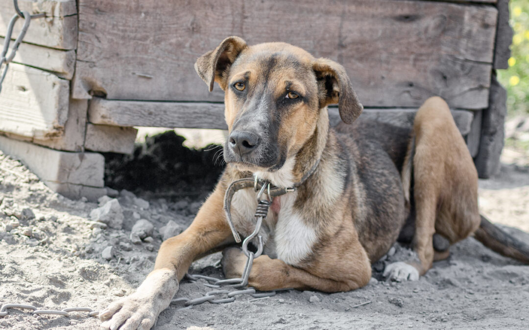 A Catania, LNDC denuncia i responsabili di maltrattamento su un cane e su altri animali