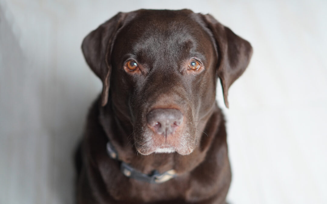 Allevamento sotto sequestro in Friuli
