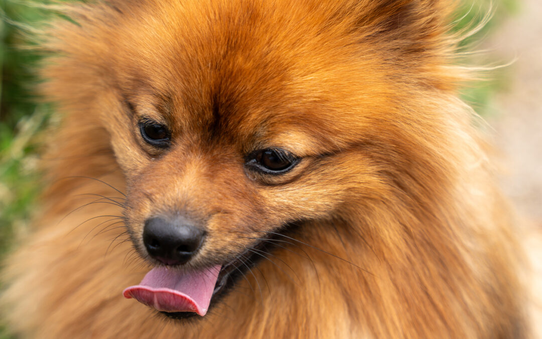 Chiusi in terrazza sotto il sole cocente, morti 4 cuccioli a Battipaglia