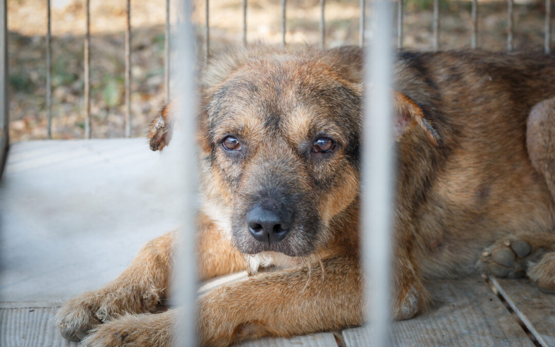 LNDC denuncia azienda agricola di Latina