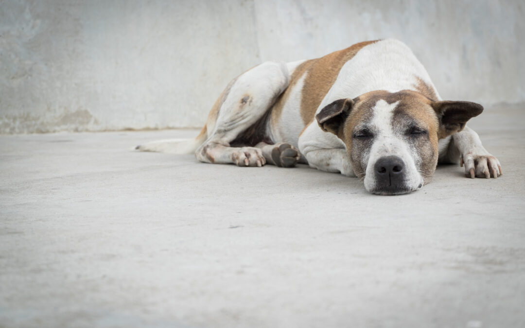 Due cani abbandonati nel biellese, salvati dai Carabinieri