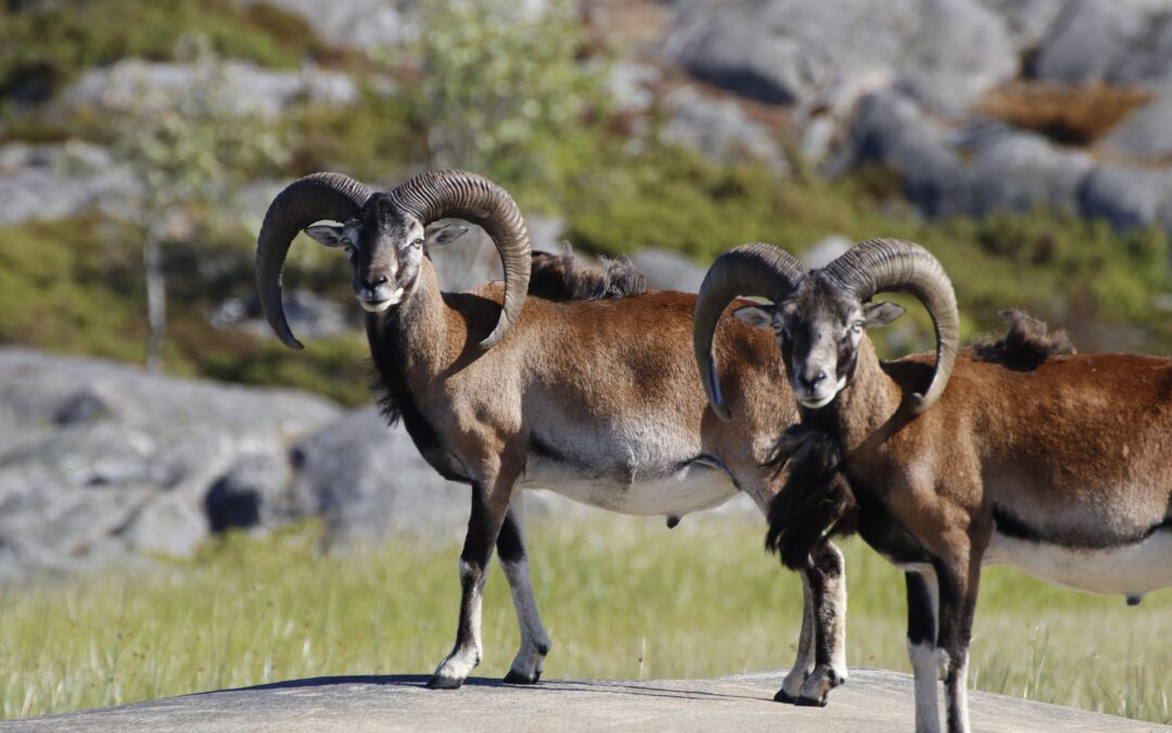 L’ultima udienza davanti al TAR Toscana per tutelare i mufloni