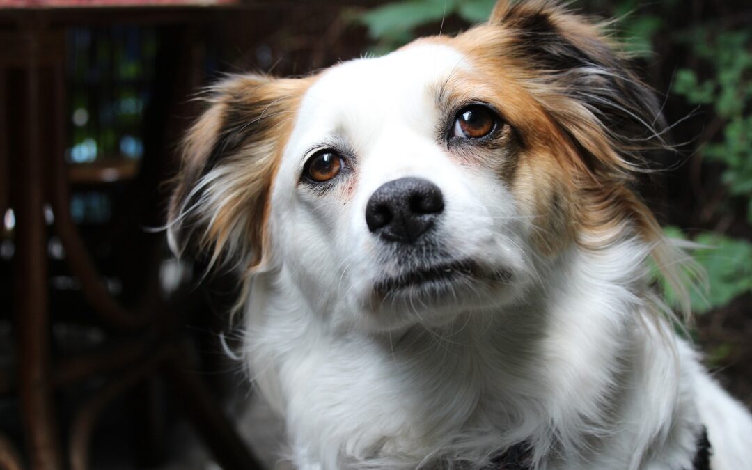 A Giulianova, ubriaco lancia in aria un cagnolino e gli fa rompere i denti