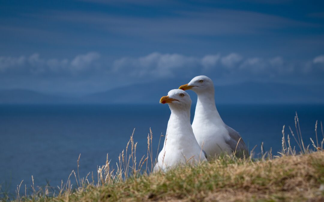 Gabbiano ferito nel golfo di Napoli