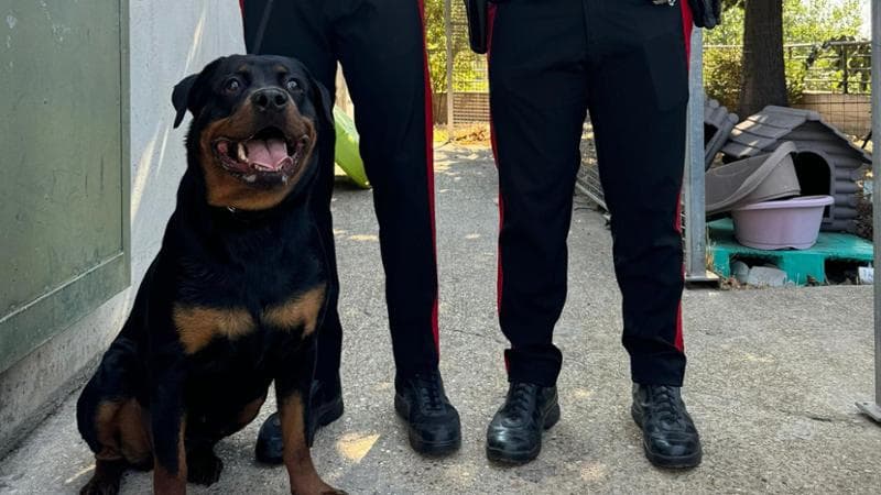 LNDC IN AZIONE PER DIFENDERE IL CANE ABBANDONATO A TESTACCIO